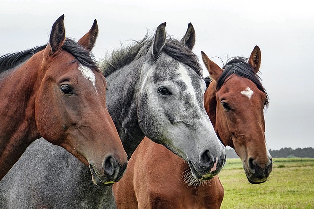 tři koně